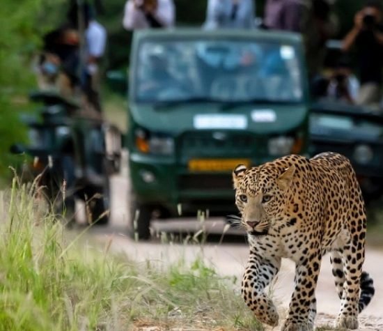 Leopard Safari Jaipur